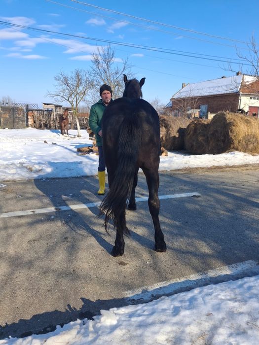Vând mânz in vârstă de un an