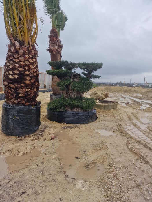 Палми, маслини и екзотична растителност