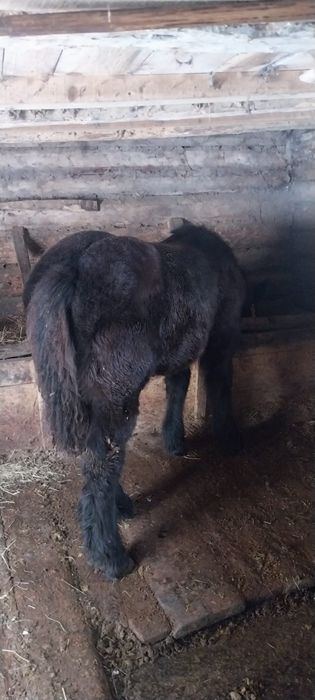 Armăsar negru pentru montă !!