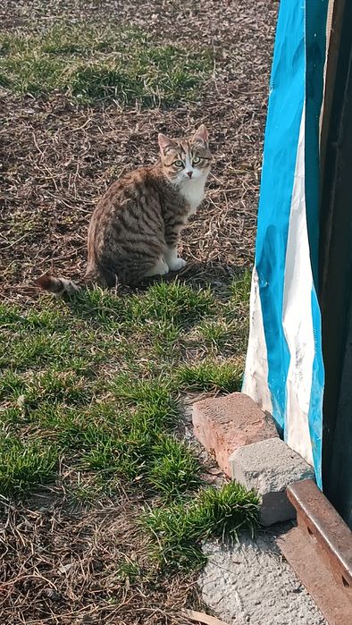 Котята 5 месяцев