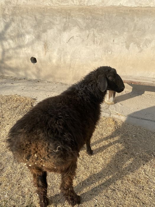 Қошқарлар сатылады