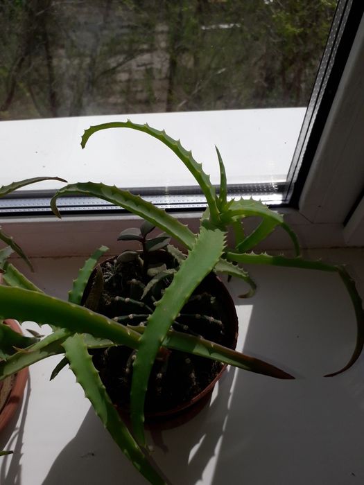 Алоэ, долларовое дерево, кактус