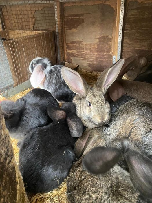 Кролики разных парод