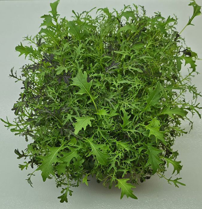 Микрозелень в наличии