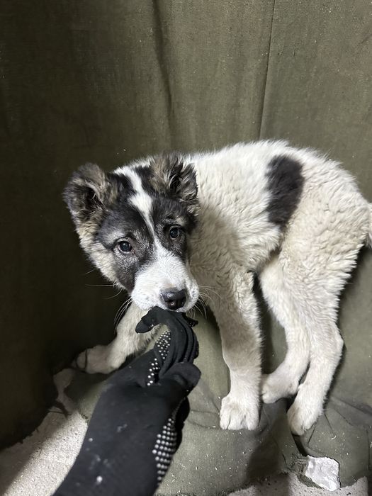 Алабай отдам щенок