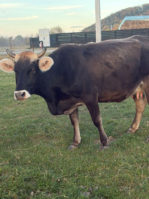 De vânzare 3 brune de Maramureș.  Sau schimb cu vaci pentru abator