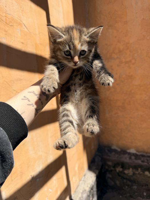 Отдам котят девочки