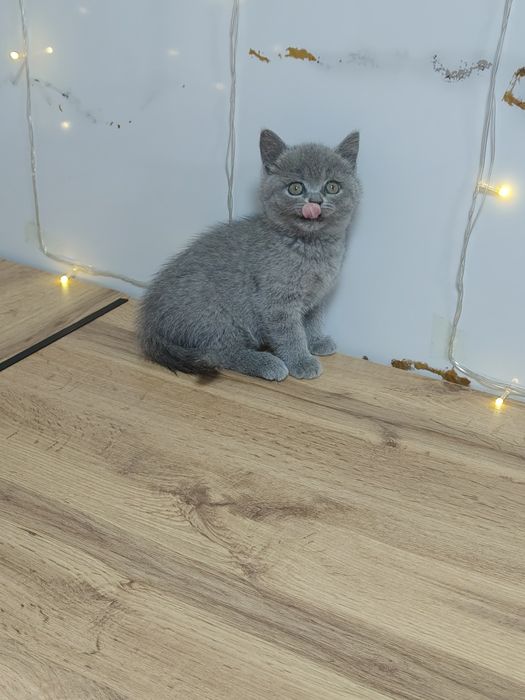 Котята Шиншилла и Классика