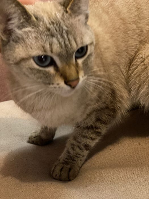 Thai va siam zoti aralash mushuk 7oyli qz bola tugmagan