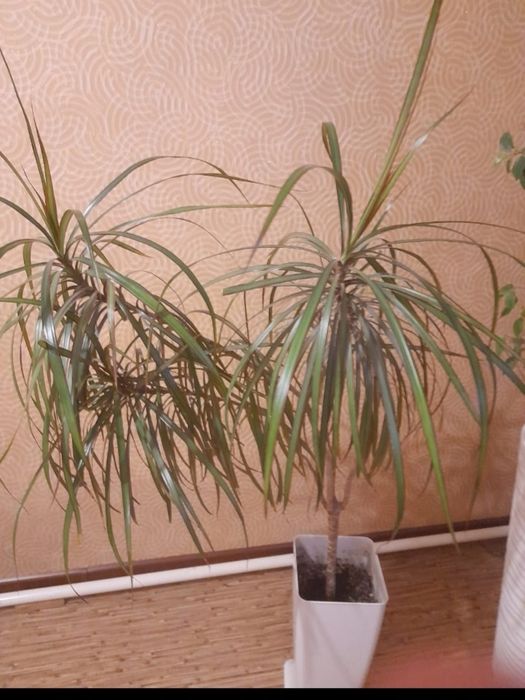 Продам домашние цветы