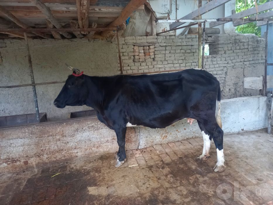 Mol  sotiladi  narhi 24 milion