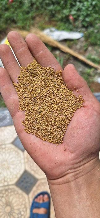 Беда уруги сотилади тоза магнитланган