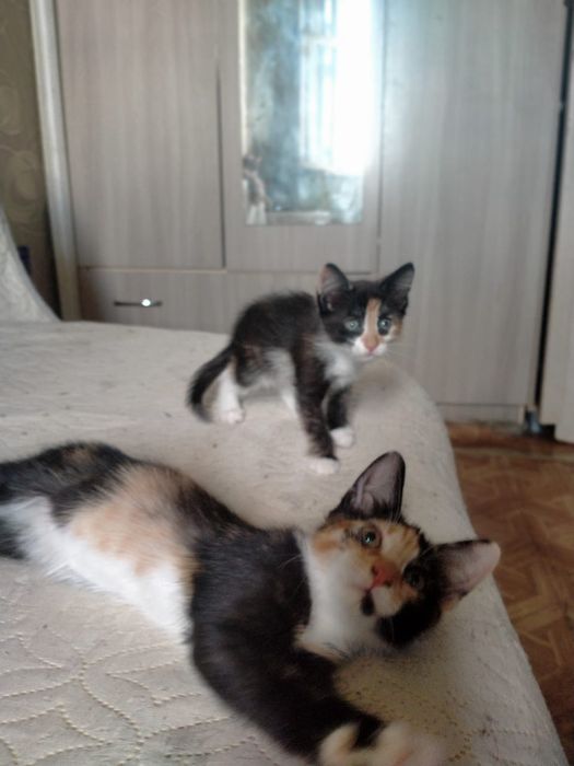 Отдам котят даром