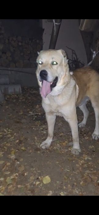 продаёт собака кушик 1 жас 4 ай