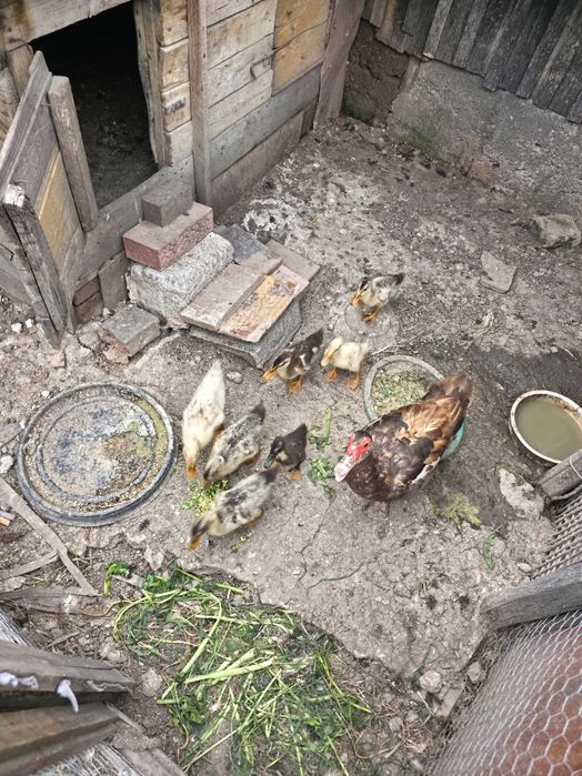 7 Bobici rata   romanesti 150lei