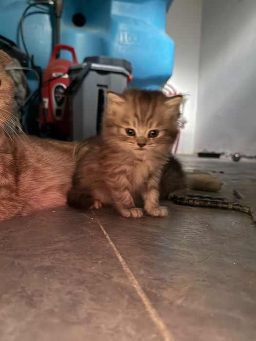 Продаются котята