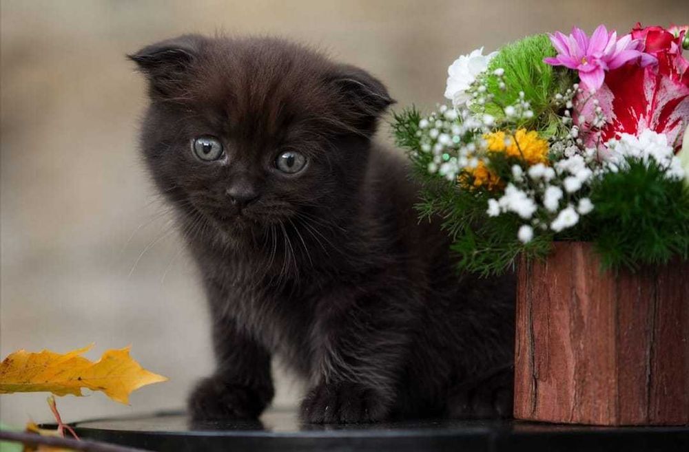 домашние  кошки и котята