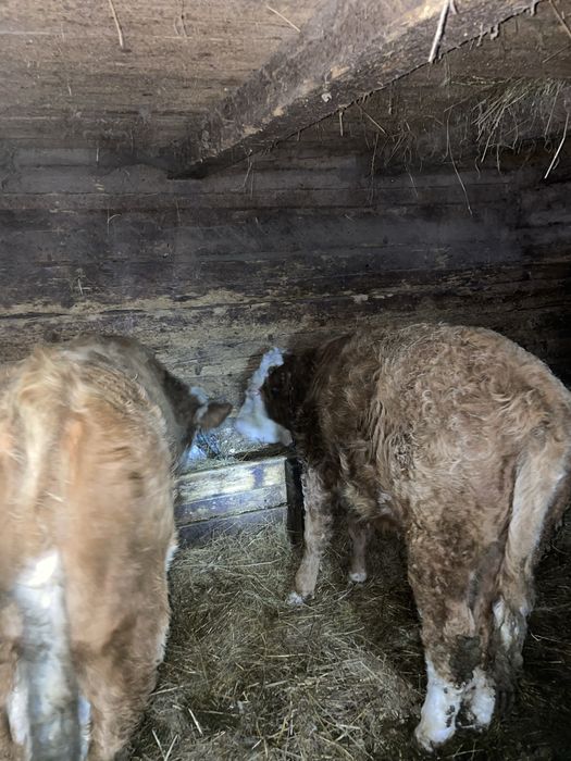 Vand 2 tauri pereche