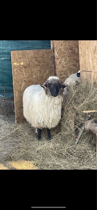 Berbec tanar pentru Sarbatorile Pascale