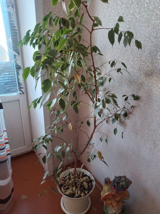 Продам цветы комнатнын