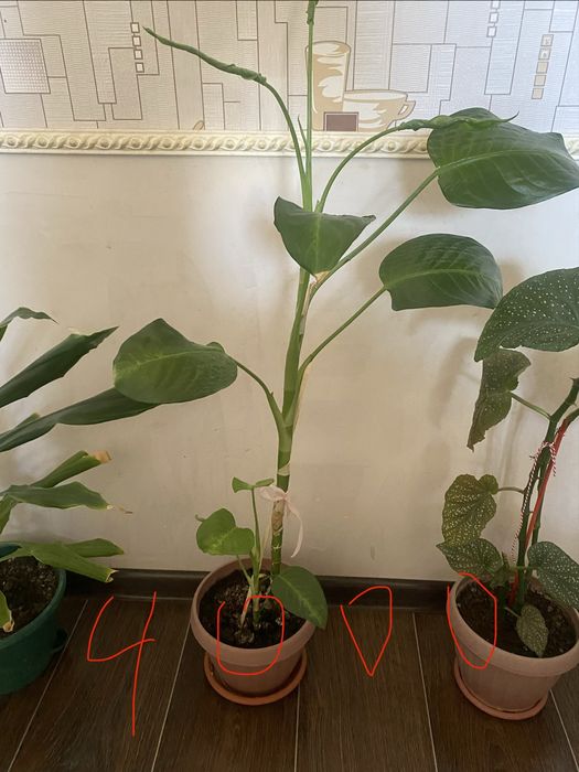 Үй гүлдері сатылады.