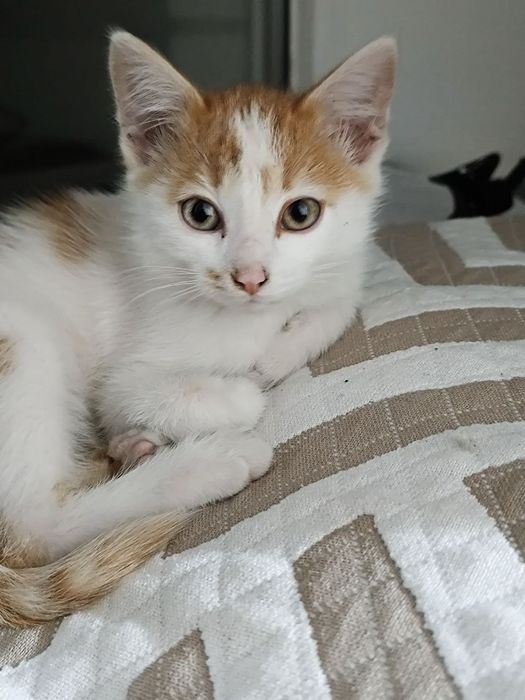 Отдается озорной котик
