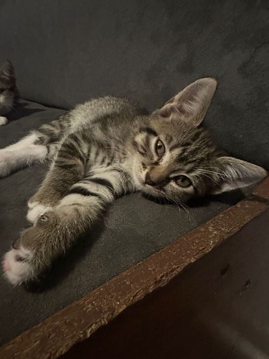 Отдам котенка  в добрые руки