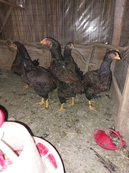 Gaini de rasa tineret și adulte