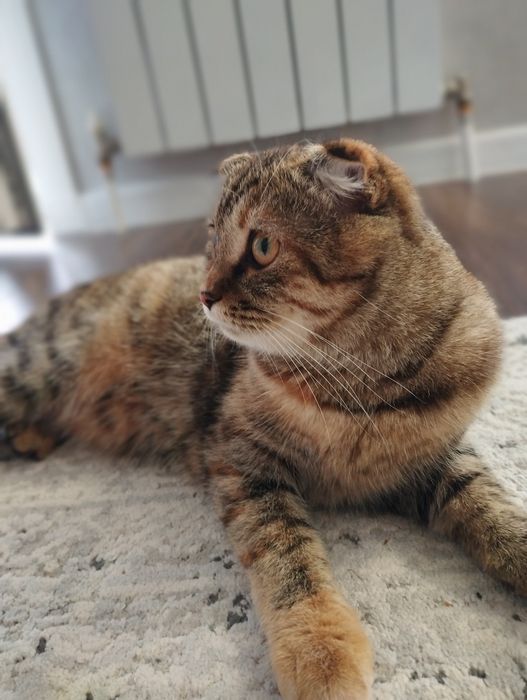 Кошка ласковая, 8мес
