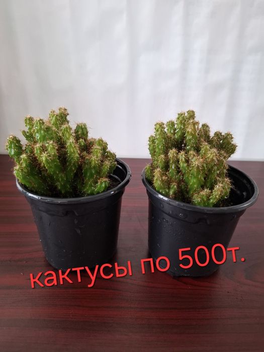 Комнатные всегда