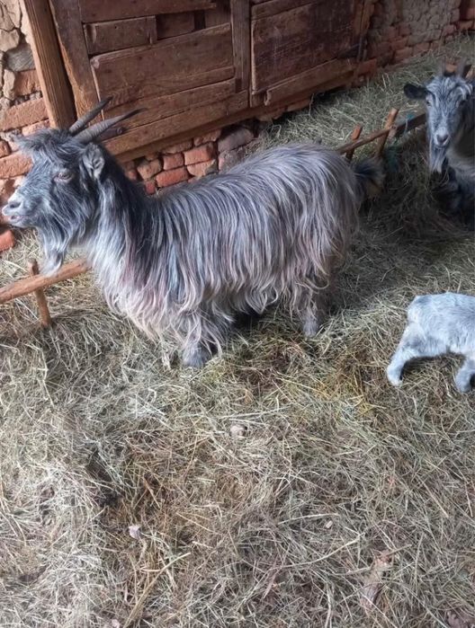De vanzare capre cu iezi