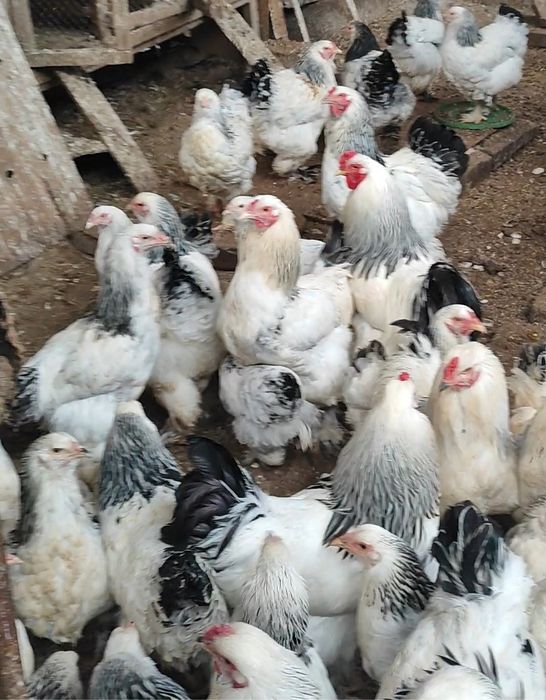 Петушки Брама светлая