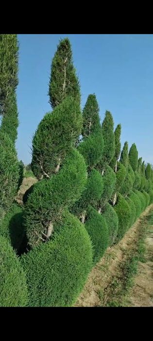 Можжевельник спирал шаклда кесилган арчалар сотилади