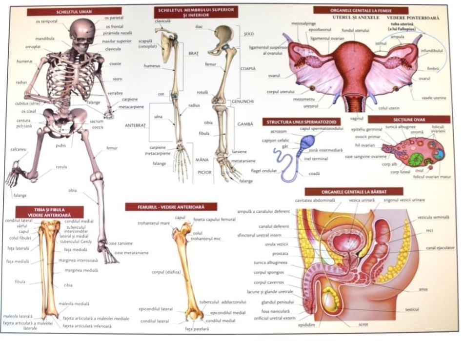 Meditații pentru examenul de bacalaureat biologie și admitere!!!