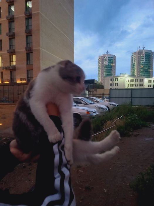 Вислоухая шотланка