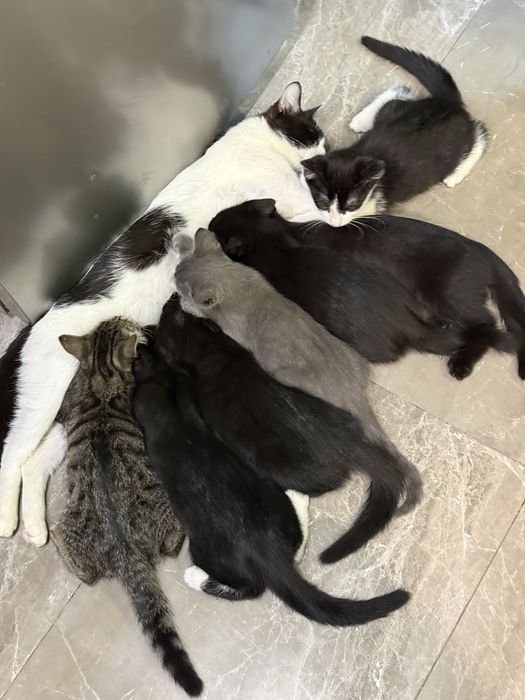 Котята ищут семью