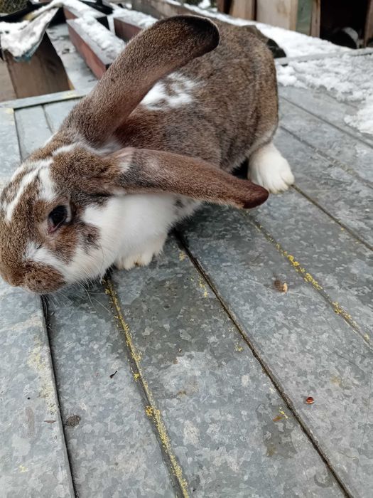 Зайци Белгийски великани