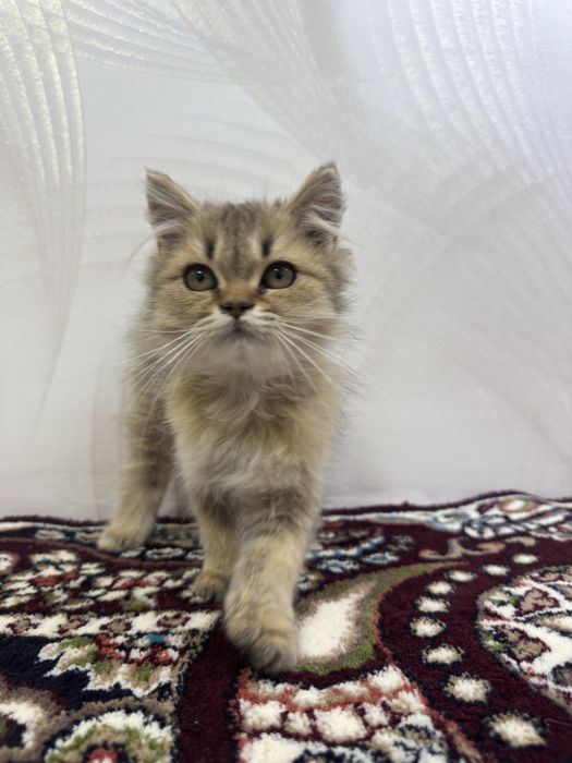 british shorthair