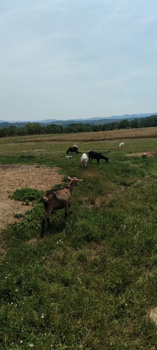 Capre de vânzare.
