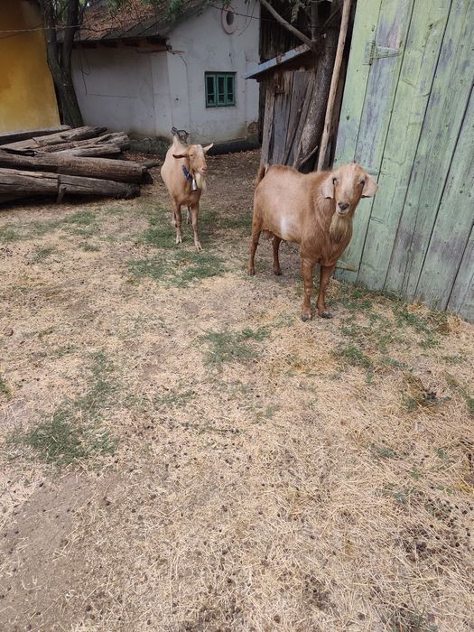 Vând țap bun de montă rasa mixtă((anglo-nubian și alpina franceză) în vârstă de 1 an și 5 luni.