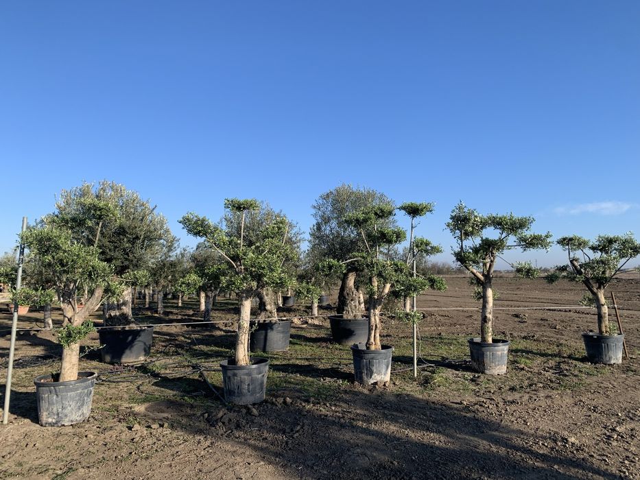 Măslini Pom-Pon maturi de vânzare,înălțime 220-250 cm