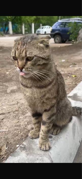Британский котик ищет дом!