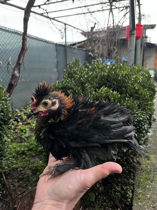 Декоративни кокошки