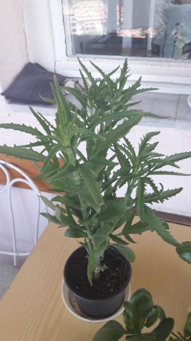 Каланхое различни цветове ,големина и други цветя