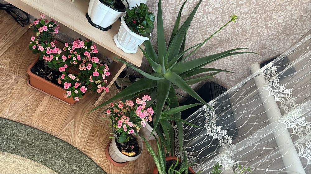 Цветущий молочай Миля