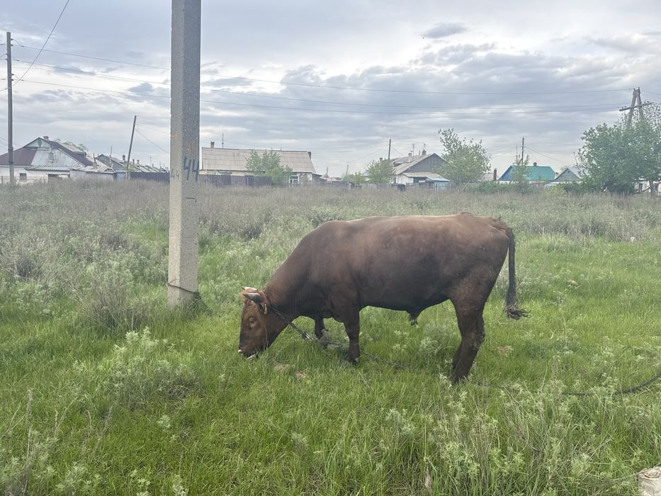 Продам быка живым весом либо на мясо