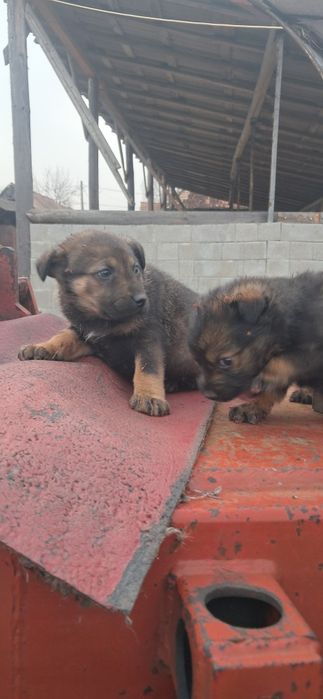 Done pui de caine, catei