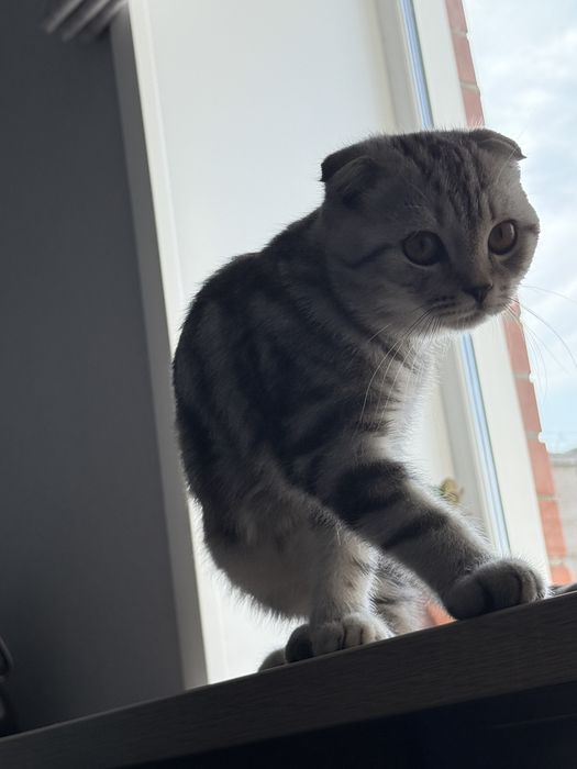 Кот шотланский вислоухий 3 месяца