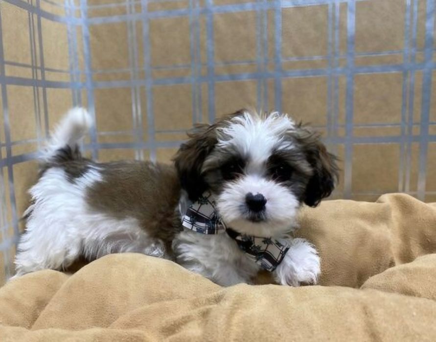 Bichon havanez fetiță