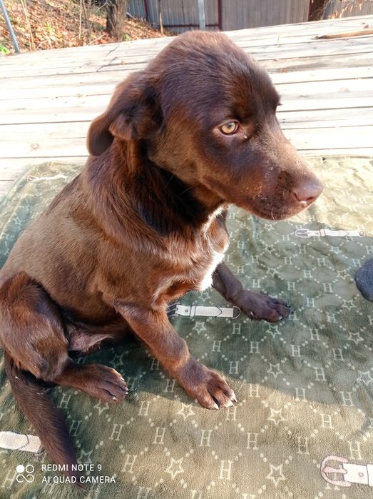 Лабрадор девочка